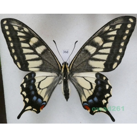 Papilio machaon hippocrates (C. & R. Felder, 1864) female ex. ovo, Japan 87mm36d
